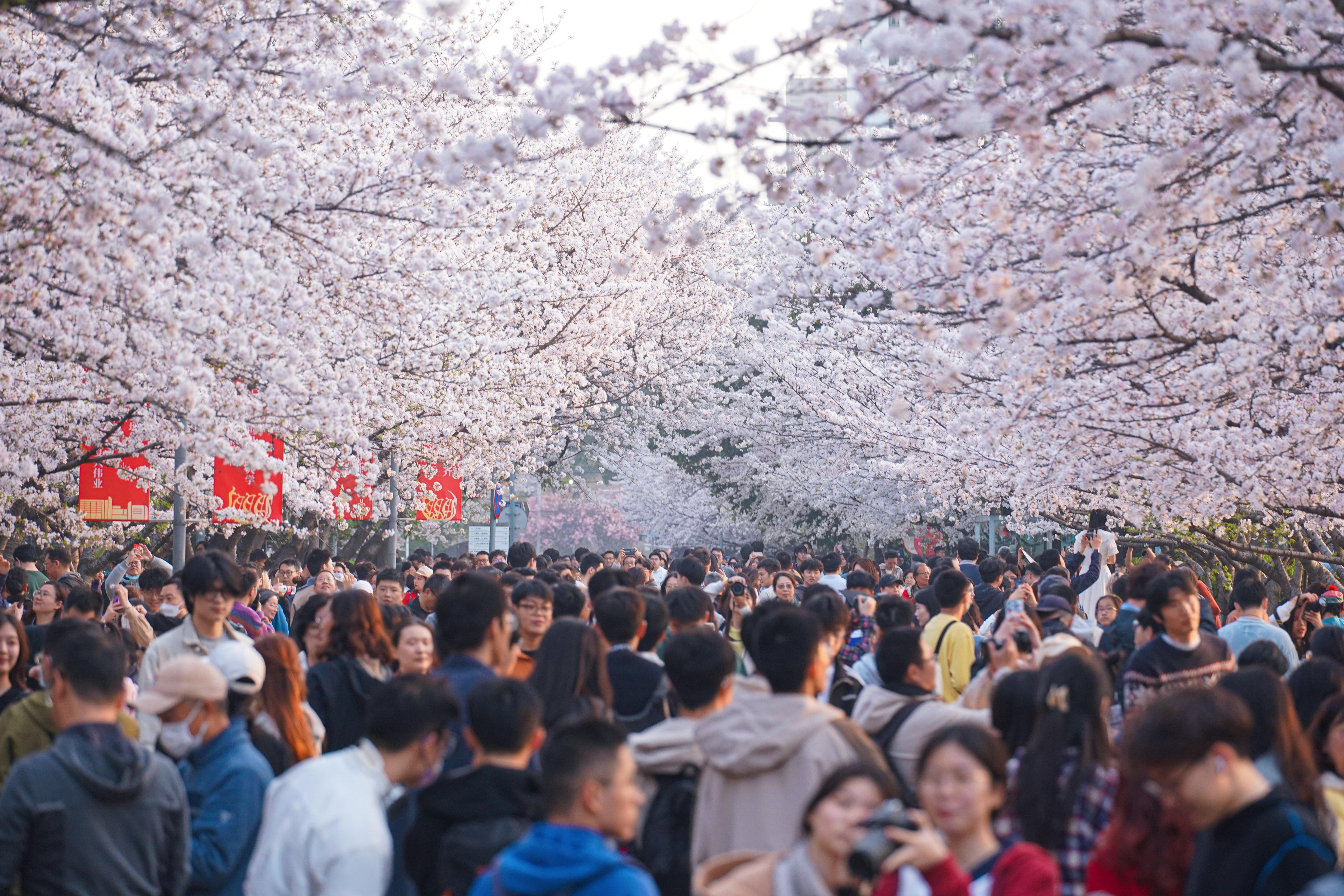 樱花盛放高校迎大客流：接住“春日流量”，大学开放如何输出文化之美