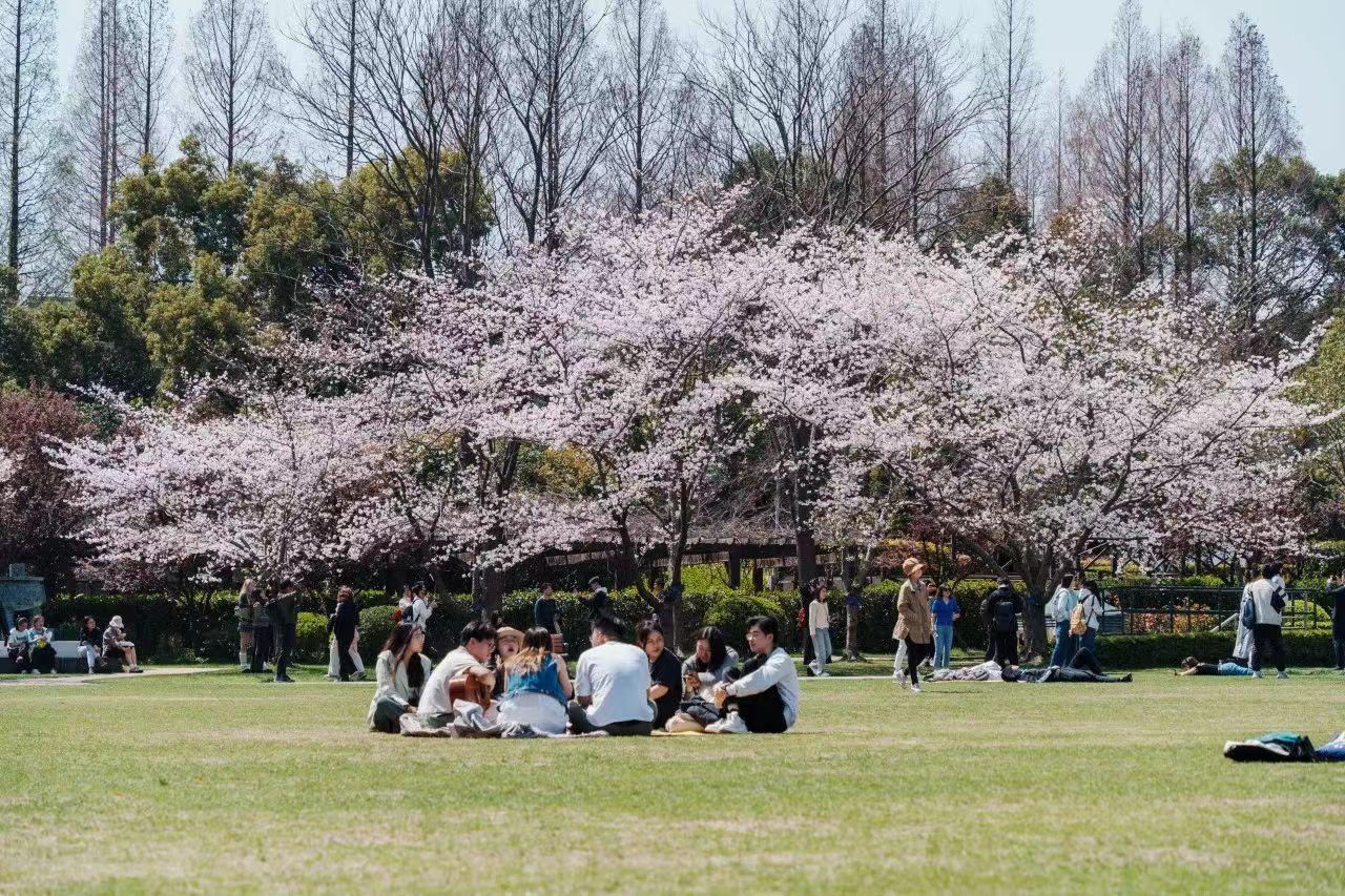 樱花盛放高校迎大客流：接住“春日流量”，大学开放如何输出文化之美
